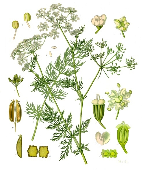 Тмин